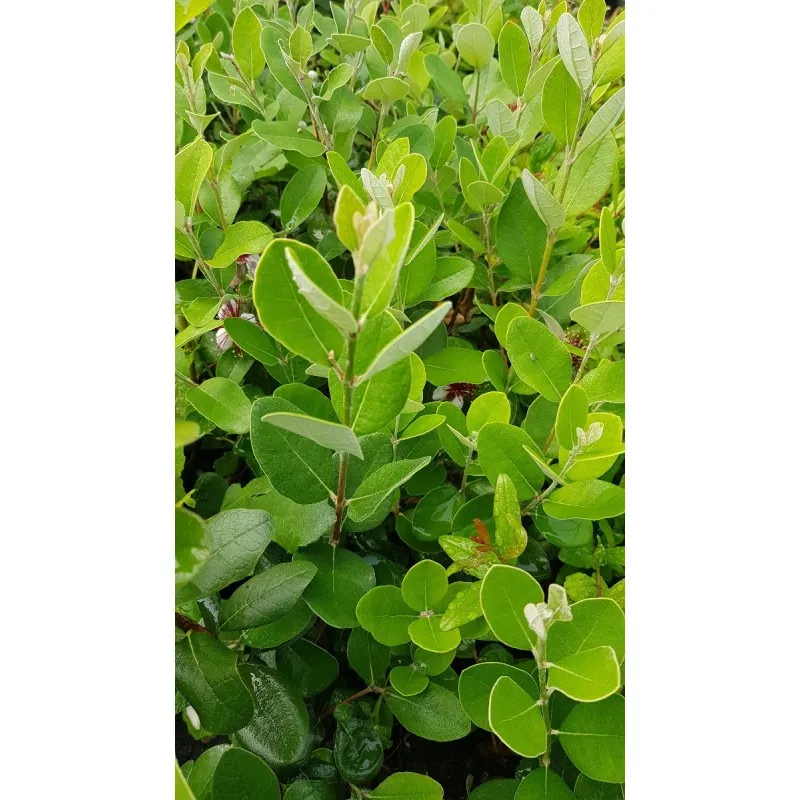Feijoa sellowiana 'Apollo' / Goyave verte / Conteneur de 3 à 4 litres / Fruitier
