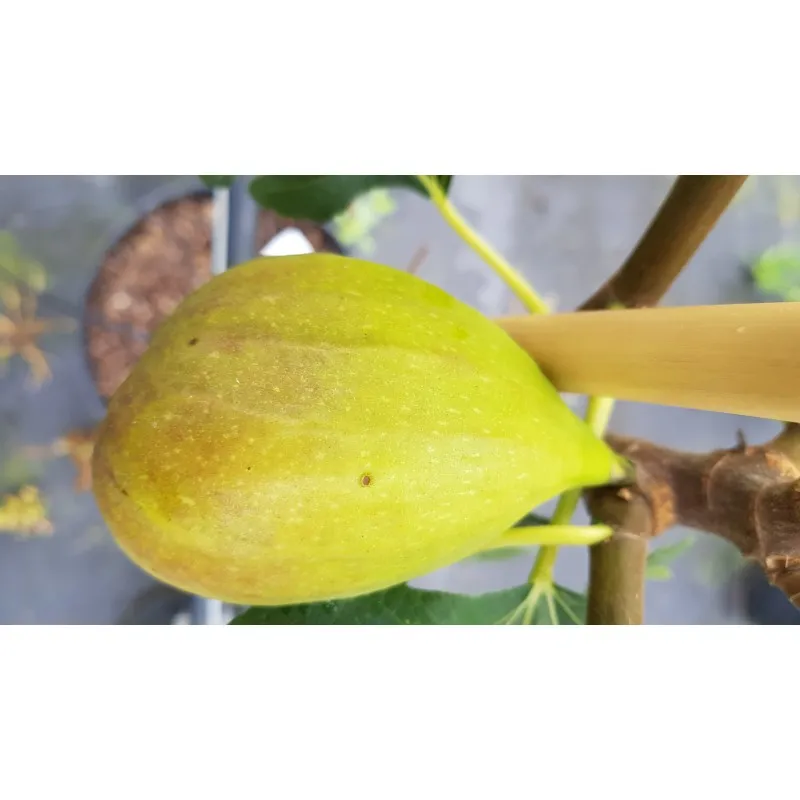 Ficus carica 'Goutte d'Or' / Figuier 'Goutte d'Or' / Conteneur de 3 à 4 litres / Fruitier