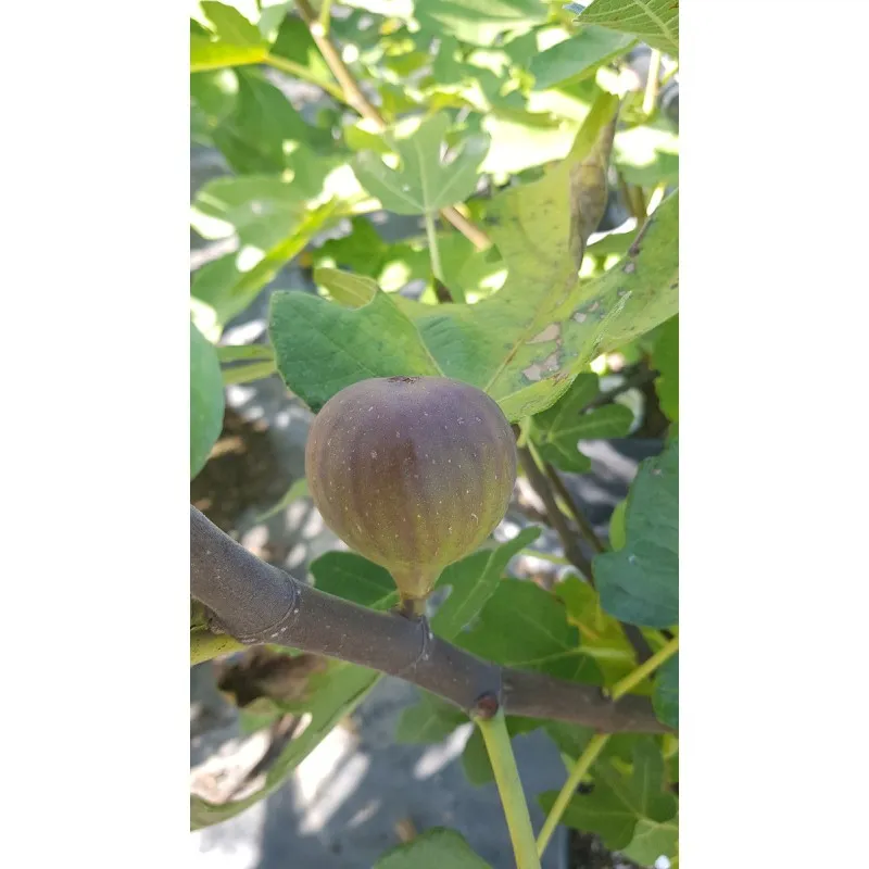 Ficus carica 'Violette D'Argenteuil' / Figuier 'Violette D'Argenteuil' / Conteneur de 3 à 4 litres / Fruitier