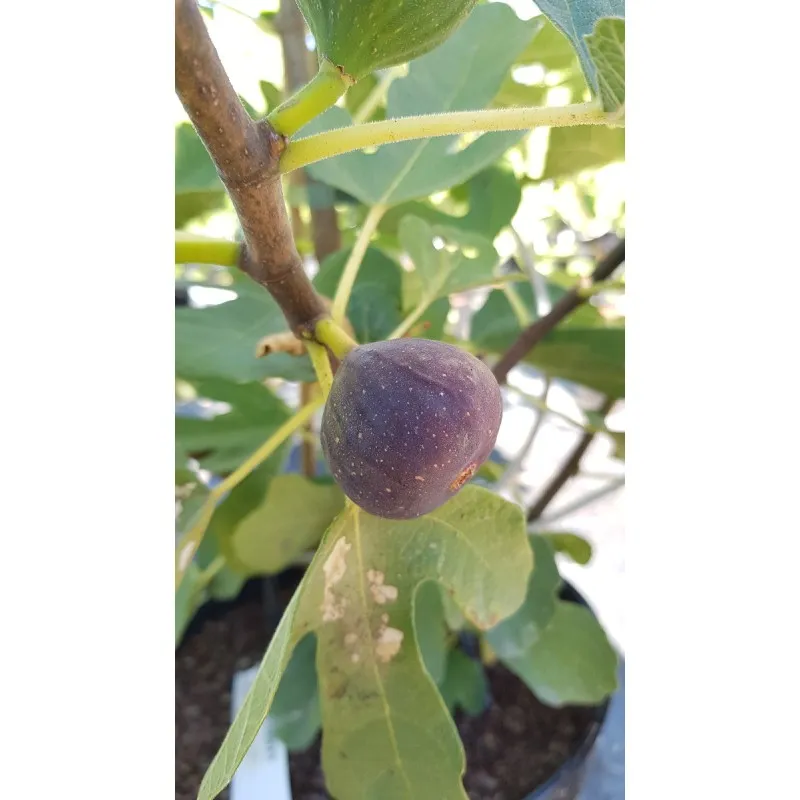 Ficus carica 'Brunswick' / Figuier 'Brunswick' / Conteneur de 3 à 4 litres