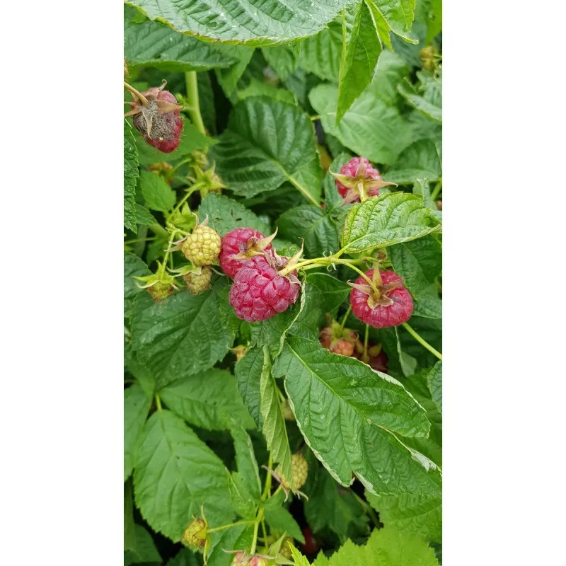 Rubus idaeus 'Heritage' / Framboisier 'Heritage' (Remontant) / Conteneur de 2 à 2.9 litres
