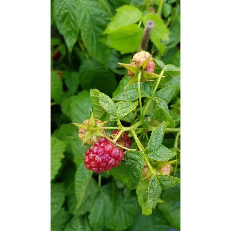 Rubus idaeus 'Tulameen' / Framboisier 'Tulameen' (Non remontant) / Conteneur de 2 à 2.9 litres