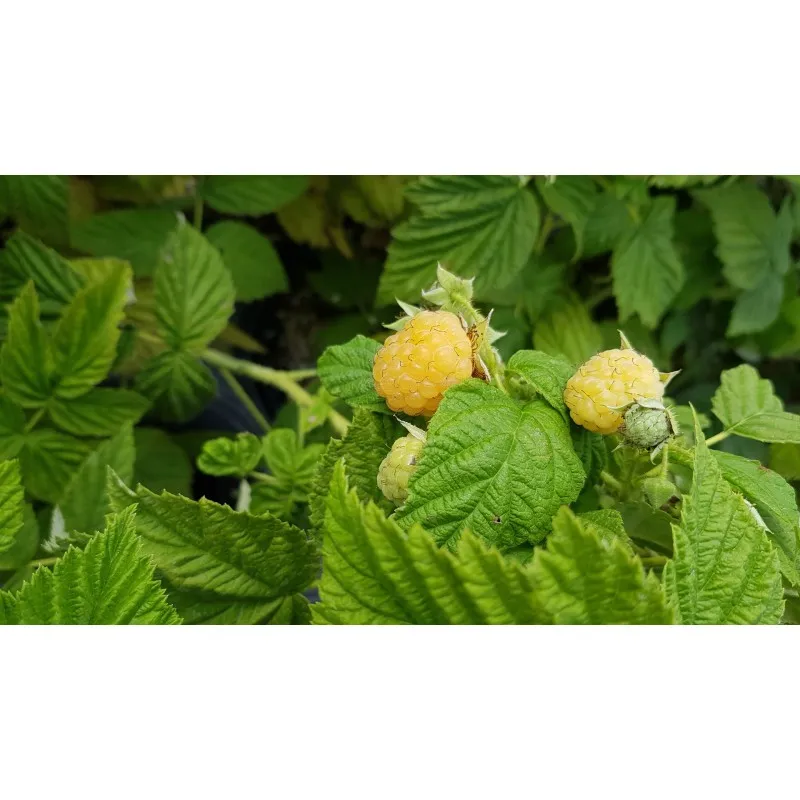 Rubus idaeus 'Fall Gold' / Framboisier 'Fall Gold' (Non remontant) / Conteneur de 2 à 2.9 litres