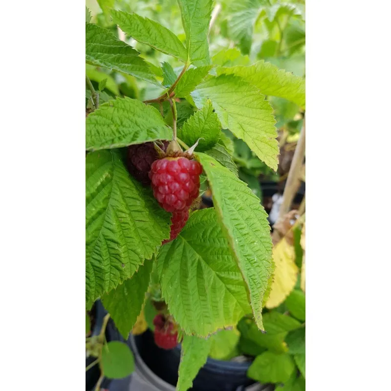 Rubus idaeus 'Paris'® / Framboisier 'Paris'® (Remontant) / Conteneur de 3 à 4 litres