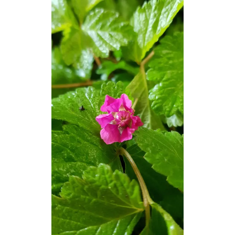 Rubus arcticus 'Sofia' / Framboisier nain artique / Conteneur de 3 à 4 litres / Fruitier
