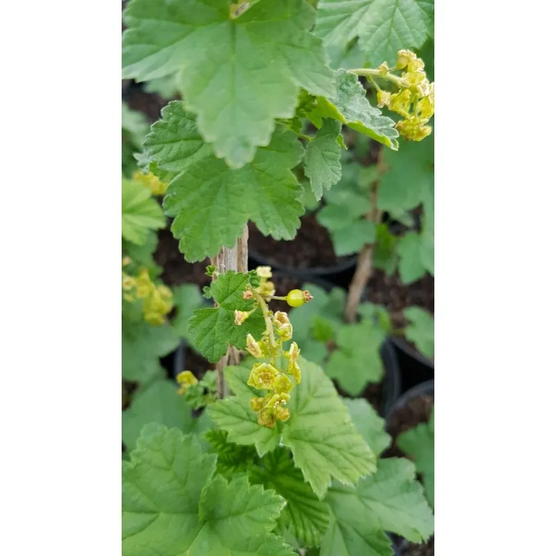 Ribes rubrum 'Jonkheer van Tets' / Groseillier à grappes rouges / Conteneur de 3 à 4 litres