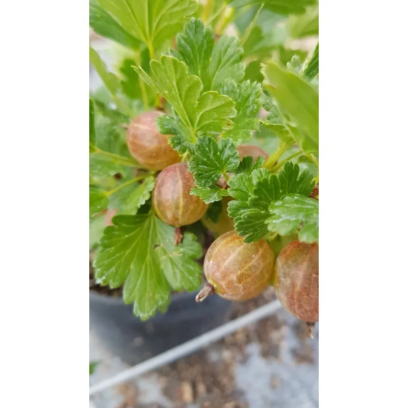 Ribes uva crispa 'Hinnonmaki gold' / Groseillier à maquereau jaune / Conteneur de 3 à 4 litres