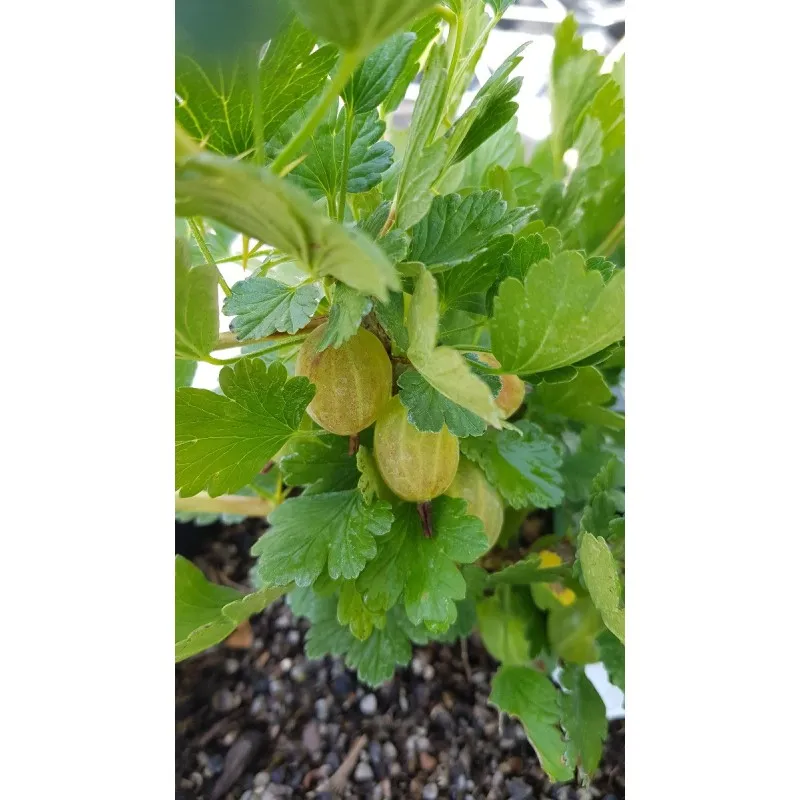 Ribes uva crispa 'Hinnonmaki White' / Groseillier à maquereau Blanc / Conteneur de 3 à 4 litres