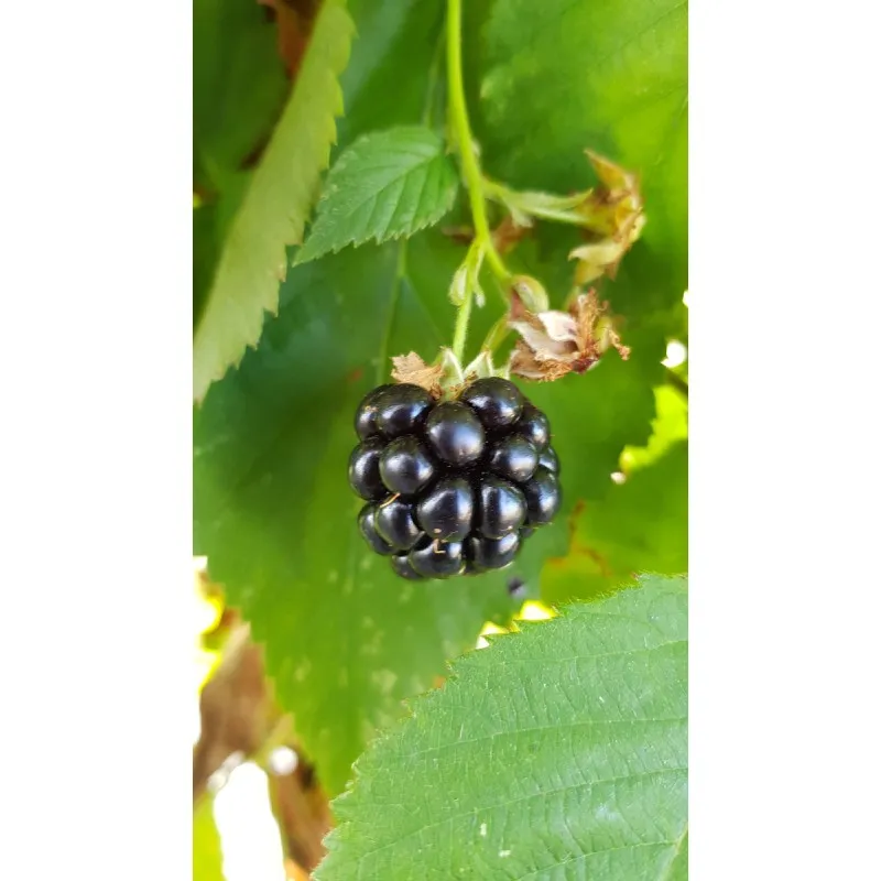 Rubus fruticosus 'Lochness' / Murier 'Lochness' (Sans épine) / Conteneur de 2 à 2.9 litres