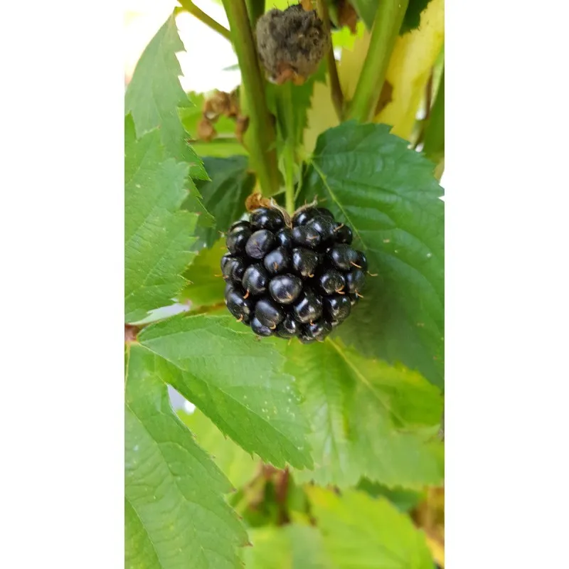 Rubus fruticosus 'Thornfree' / Murier 'Thornfree' (Sans épine) / Conteneur de 2 à 2.9 litres