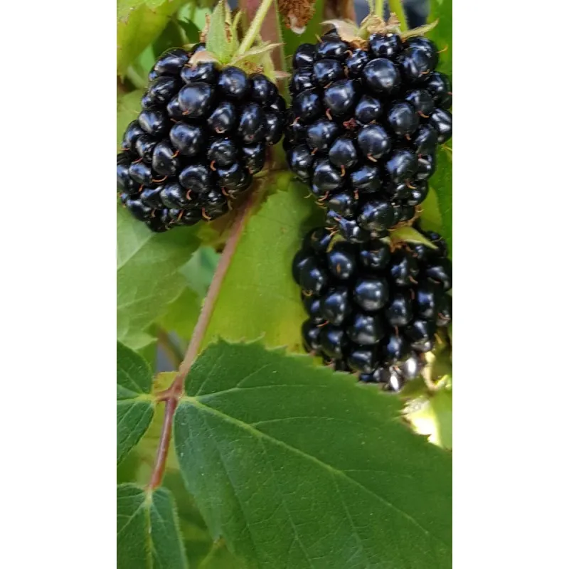 Rubus fruticosus 'Triple Crown' / Murier 'Triple Crown' (Sans épine) / Conteneur de 2 à 2.9 litres
