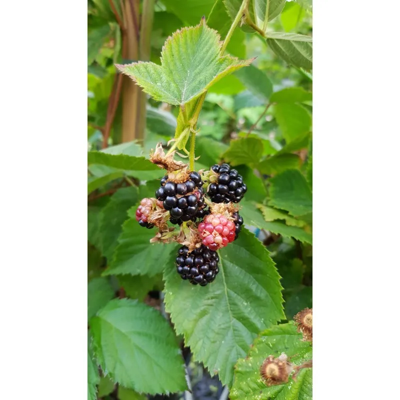 Rubus fruticosus 'Dirksen' / Murier 'Dirksen' (Sans épine) / Conteneur de 3 à 4 litres