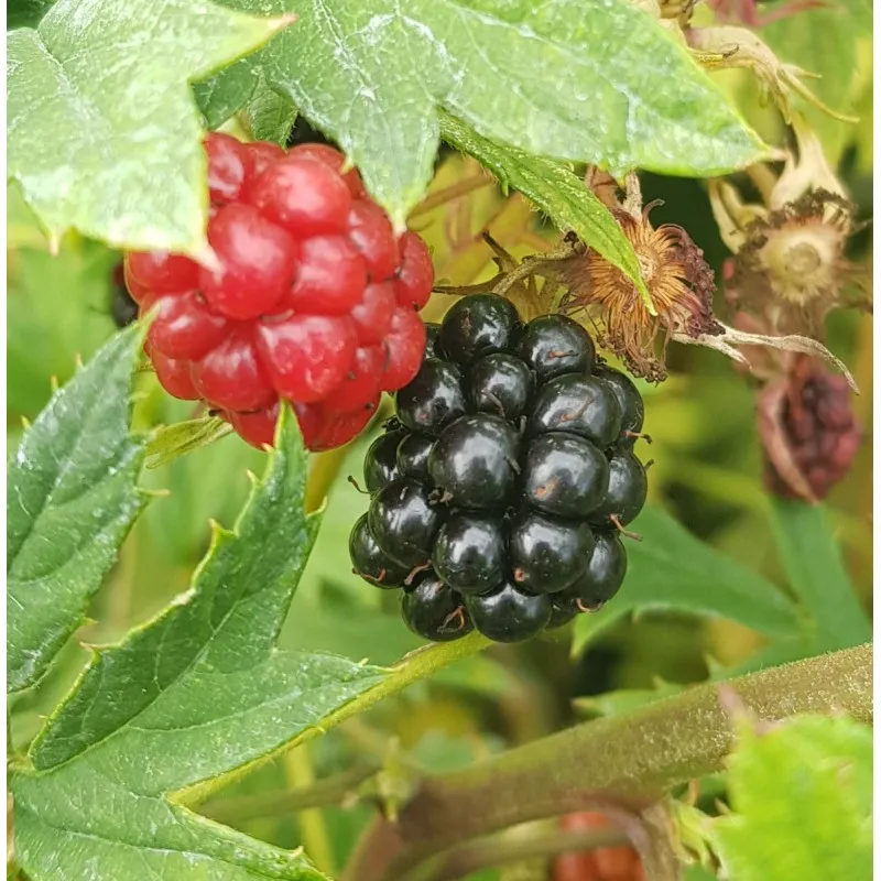 Rubus fruticosus 'Oregon' / Murier 'Oregon' (Sans épine) / Conteneur de 2 à 2.9 litres