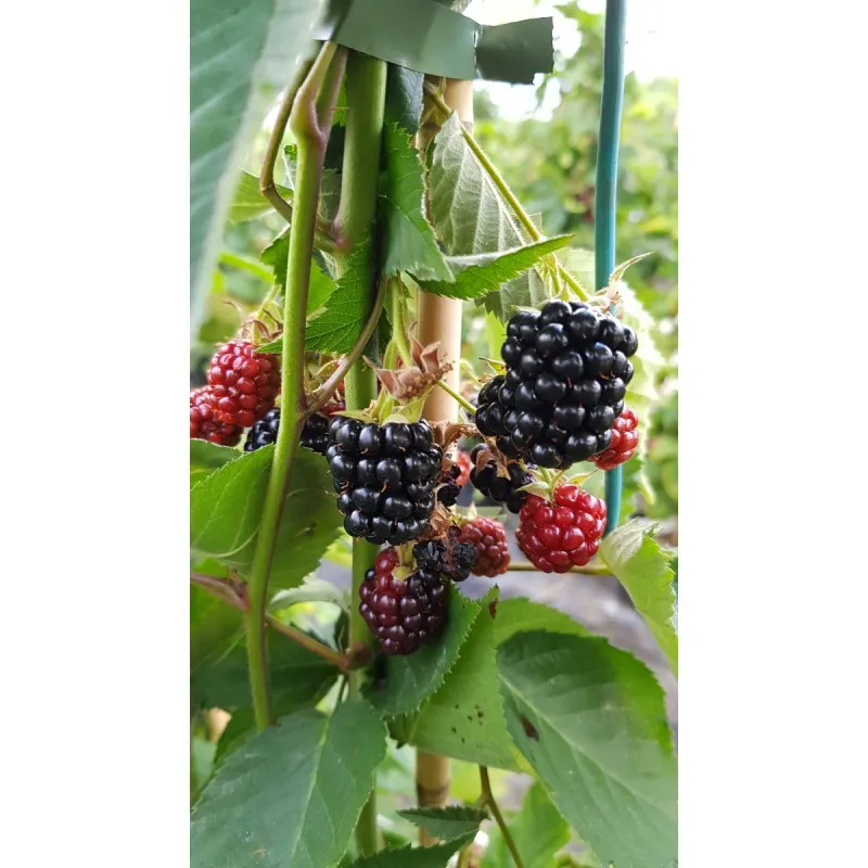 Rubus fruticosus 'Mont Blanc' / Murier 'Mont Blanc' / Conteneur de 3 à 4 litres
