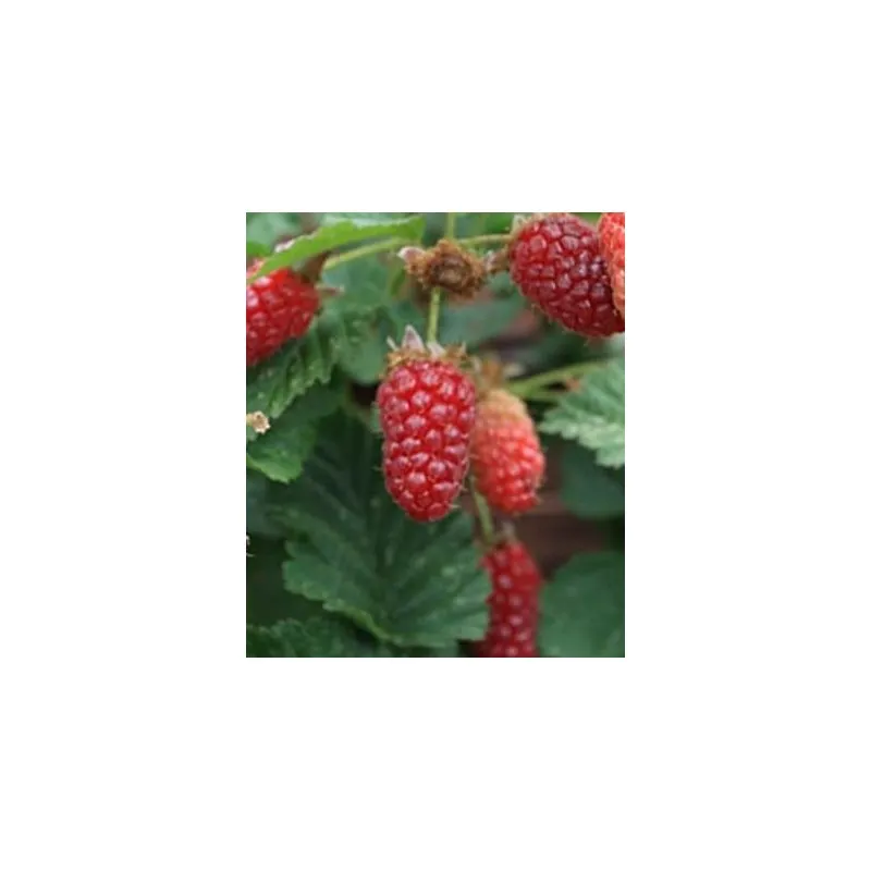 Rubus x loganobaccus 'Loganberry' / Mûre framboise (Sans épine) / Conteneur de 2 à 2.9 litres / Fruitier