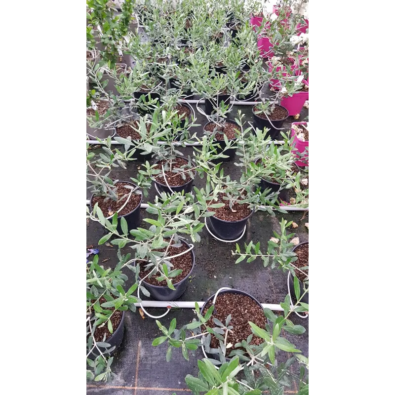 Olea europaea 'Olivière' / Olivier du Roussillon / Conteneur de 3 à 4 litres.