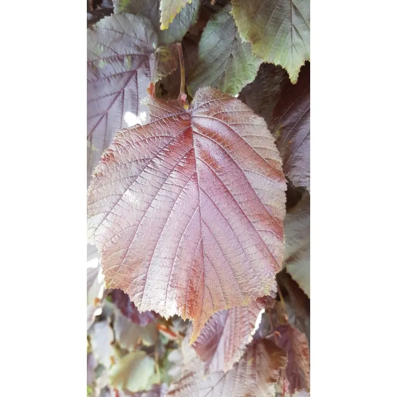 Corylus maxima 'Purpurea' / Noisetier pourpre / Conteneur de 7 à 10 litres / Touffe