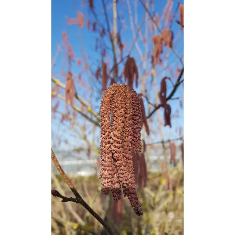 Corylus maxima 'Purpurea' / Noisetier pourpre / Conteneur de 3 à 4 litres / Touffe