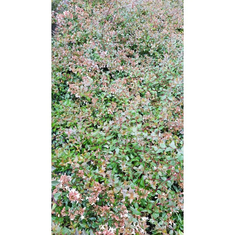 Abelia X grandiflora 'Francis Mason' / Abelie à grandes fleurs / Conteneur de 7 à 10 litres
