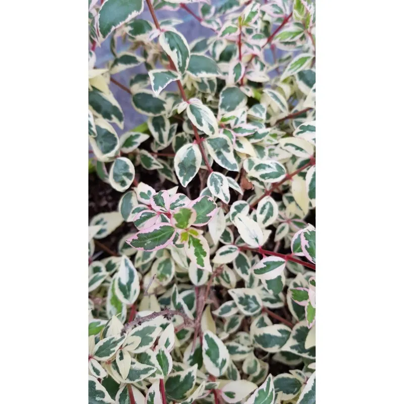 Abelia X grandiflora LUCKY LOTS® 'Wevo1' / Abelie panaché / Conteneur de 7 à 10 litres