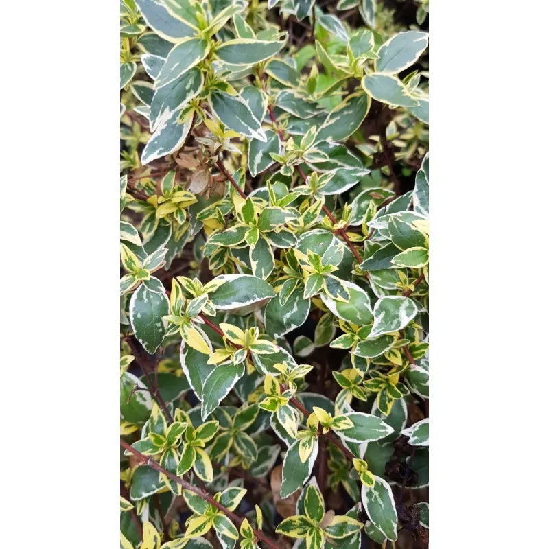 Abelia X grandiflora STEREDENN 'Levabes' / Abelie à grandes fleurs naine panaché / Conteneur de 3 à 4 litres
