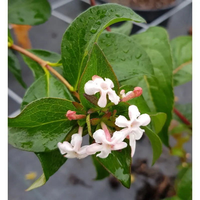 Abelia mosanensis / Abelie parfumée / Conteneur de 3 à 4 litres
