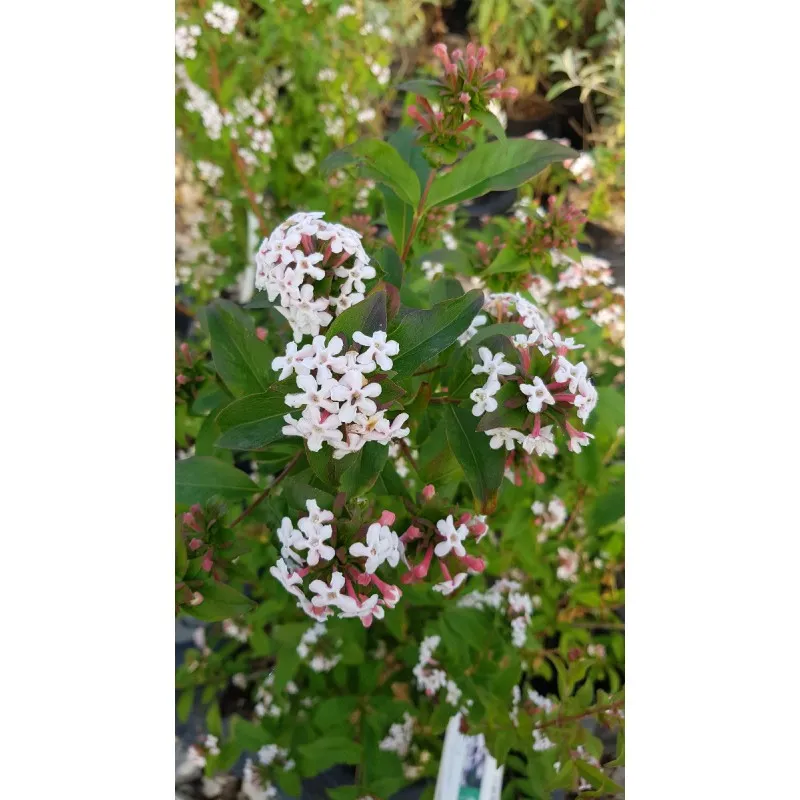 Abelia mosanensis 'Monia' / Abelie parfumée / Conteneur de 3 à 4 litres
