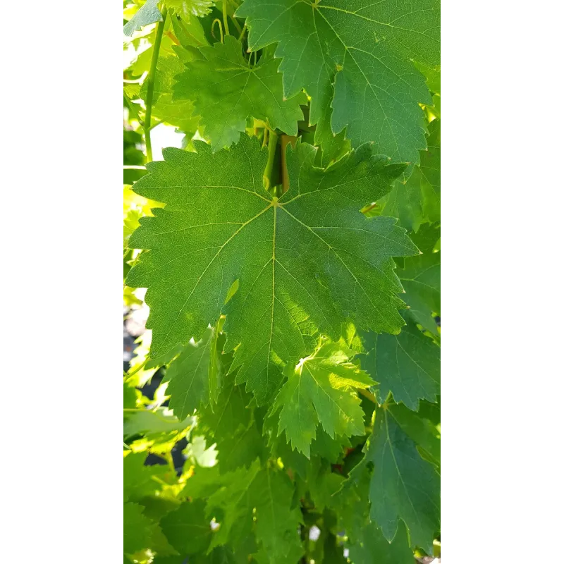 Vitis vinifera 'Cardinal' / Vigne 'Cardinal' / Conteneur de 3 à 4 litres