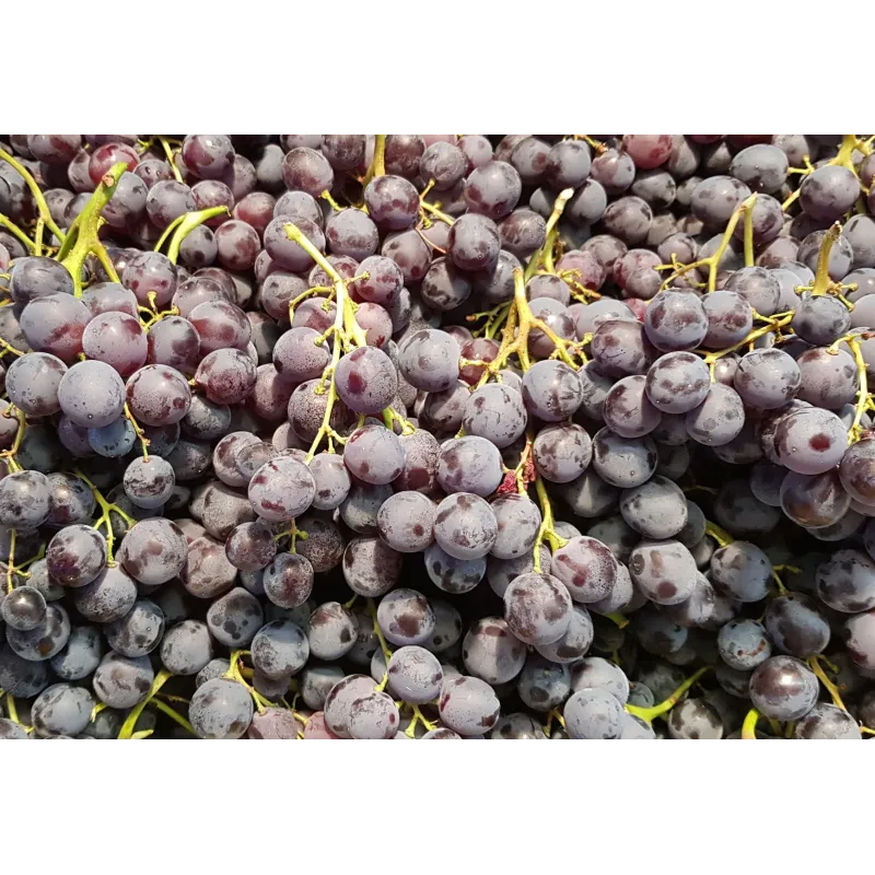 Vitis vinifera 'Muscat de Hambourg' / Vigne 'Muscat de Hambourg' / Conteneur de 3 à 4 litres