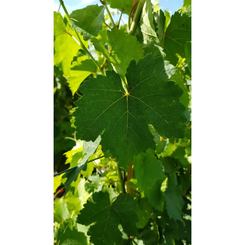 Vitis vinifera 'Chasselas rose' / Vigne 'Chasselas rose' / Conteneur de 3 à 4 litres