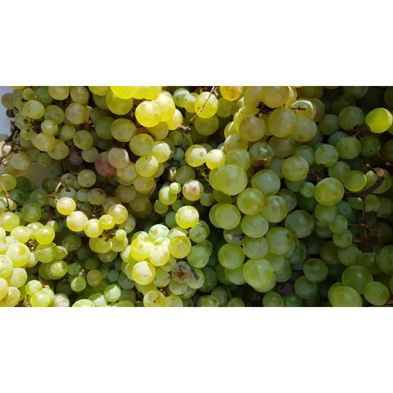 Vitis vinifera 'Chasselas doré' / Vigne 'Chasselas doré' / Conteneur de 3 à 4 litres
