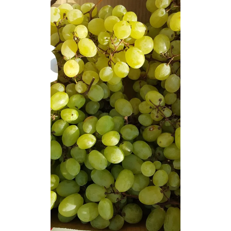 Vitis vinifera 'Italia' / Vigne 'Italia' / Conteneur de 3 à 4 litres