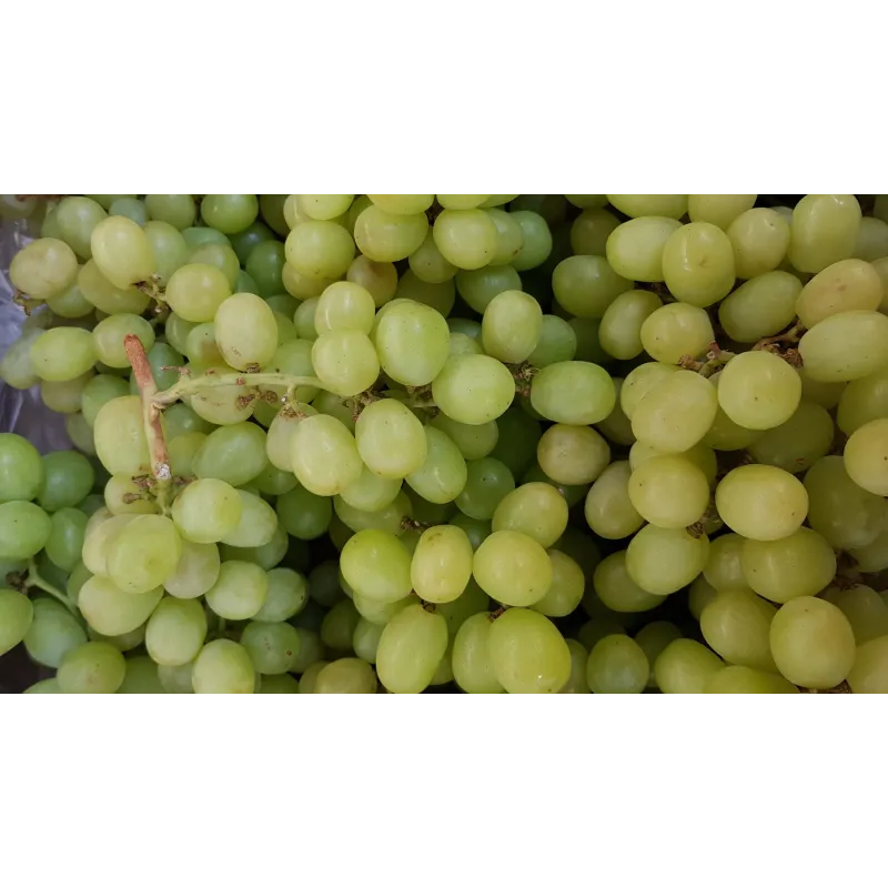 Vitis vinifera 'Sultanine' / Vigne 'Sultanine' (Sans pépins) / Conteneur de 3 à 4 litres