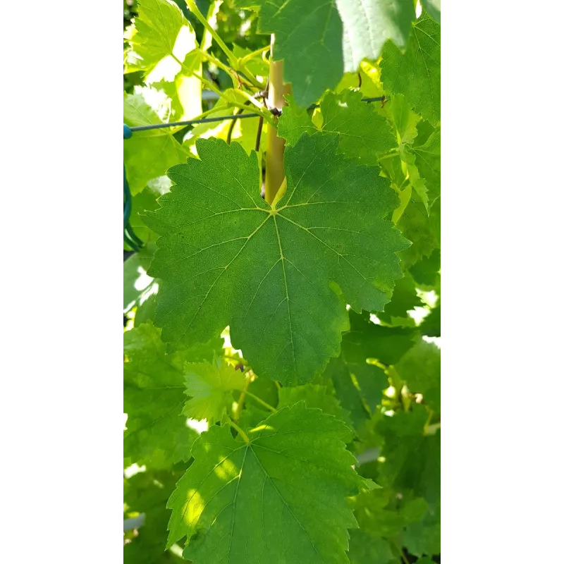 Vitis vinifera 'Perlette' / Vigne 'Perlette' (Sans pépins) / Conteneur de 3 à 4 litres