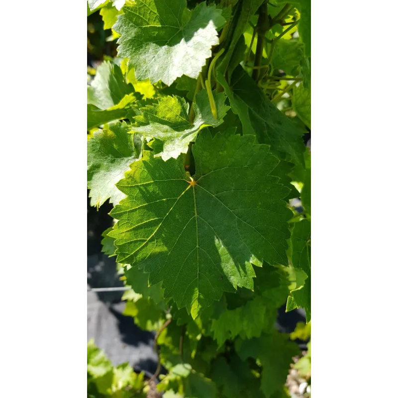 Vitis vinifera 'Perle de Csaba' / Vigne 'Perle de Csaba' / Conteneur de 3 à 4 litres