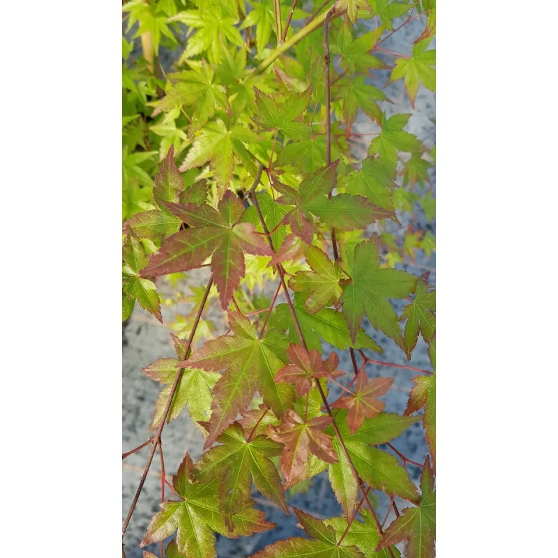 Acer palmatum / Erable du Japon / Conteneur de 7 à 10 litres