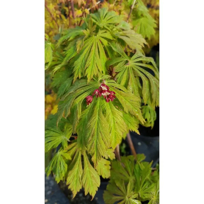 Acer japonicum 'Aconitifolium' / Erable du Japon à feuilles d'Aconit / Conteneur de 3 à 4 litres