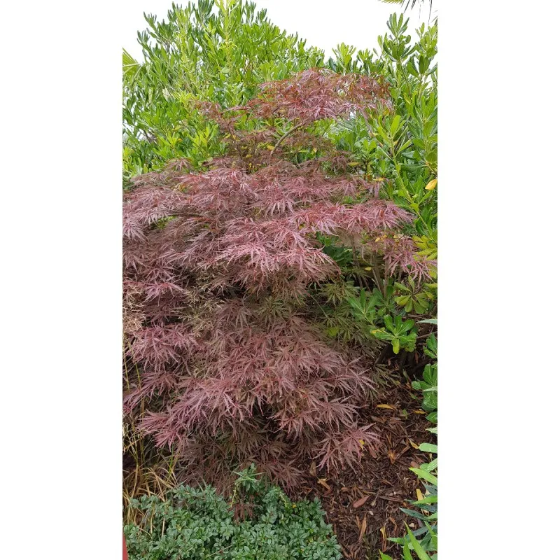 Acer palmatum 'Crimson Queen' / Erable du Japon pourpre / Conteneur de 3 à 4 litres
