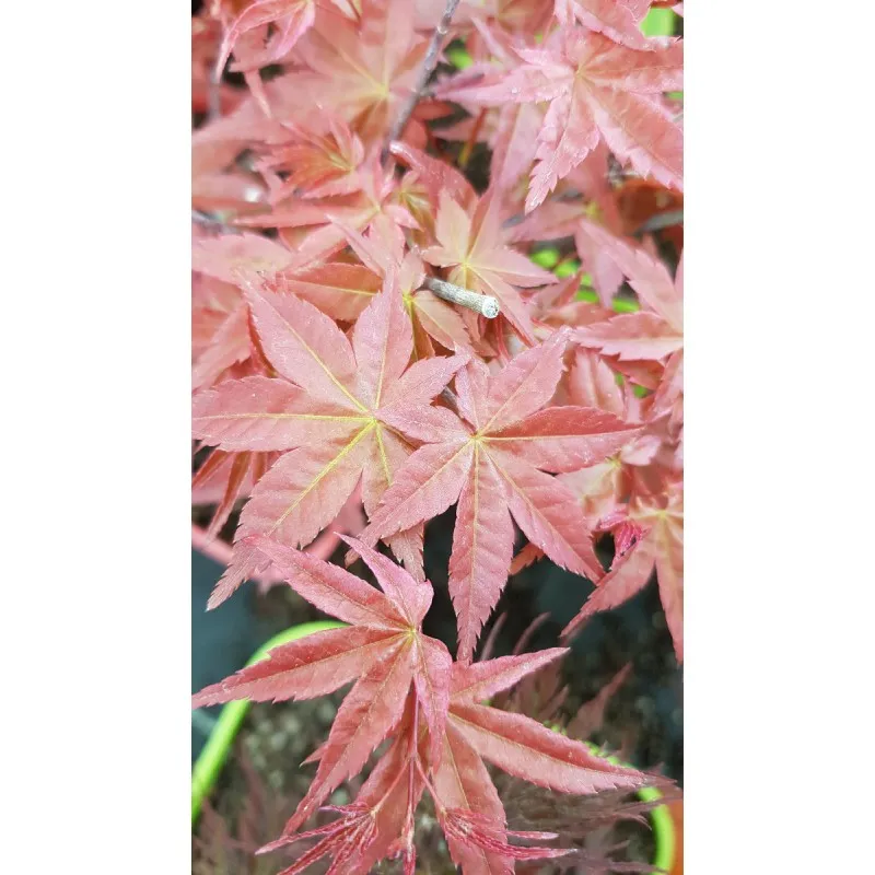 Acer palmatum 'Deshojo' / Erable du Japon / Conteneur de 3 à 4 litres