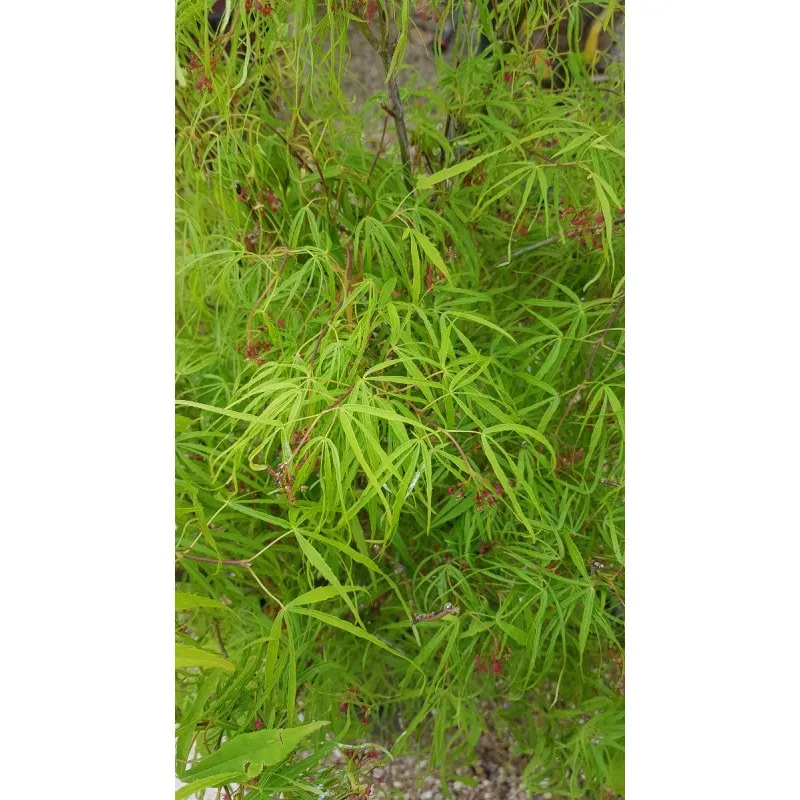 Acer palmatum 'Koto-No-Ito' / Erable du Japon / Conteneur de 3 à 4 litres