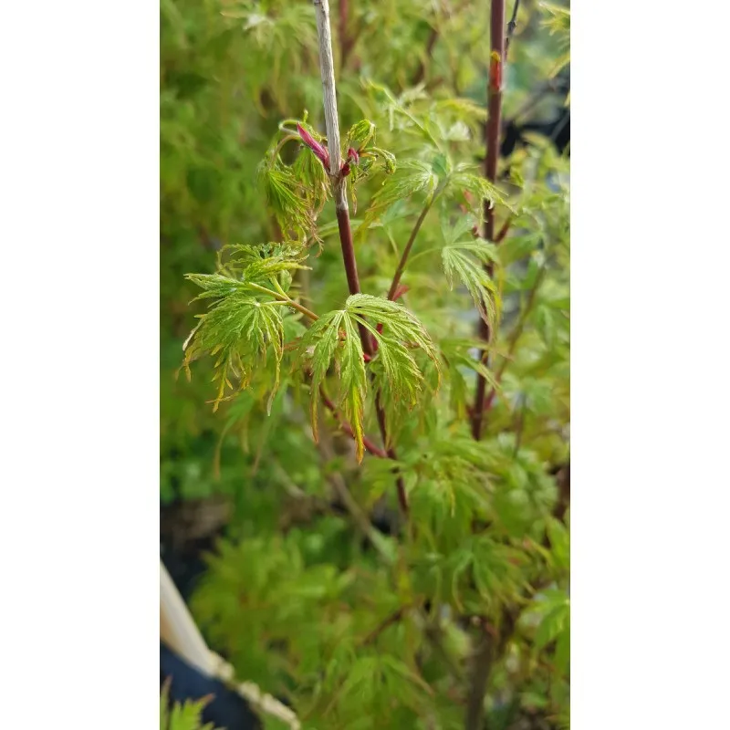 Acer palmatum 'Seiryu' / Erable du Japon / Conteneur de 3 à 4 litres