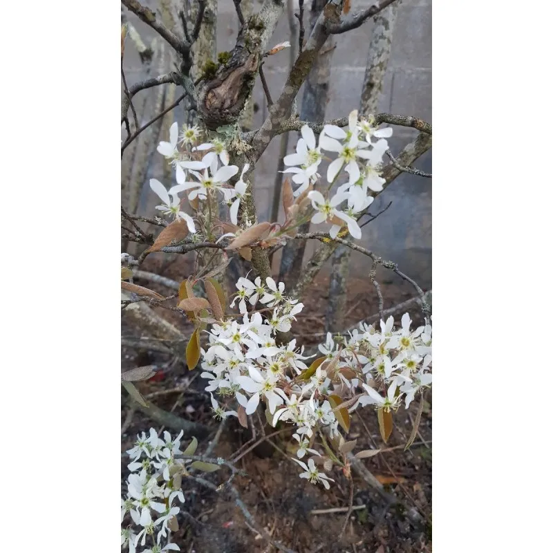 Amelanchier canadensis / Amélanchier du Canada / Conteneur de 7 à 10 litres