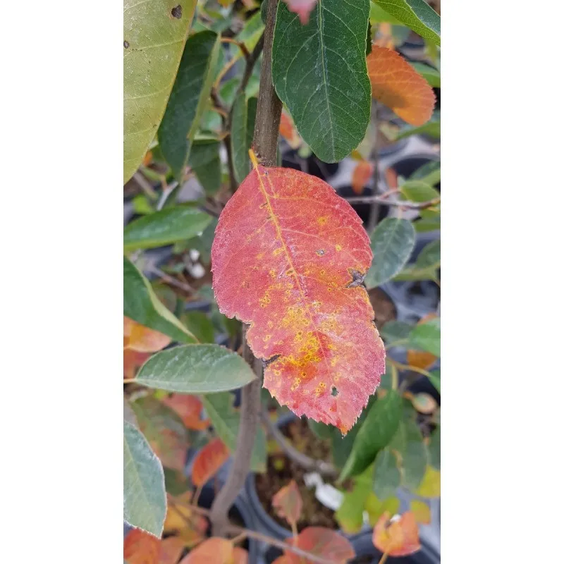 Amelanchier canadensis 'October Flame'® / Amélanchier du Canada / Conteneur de 3 à 4 litres