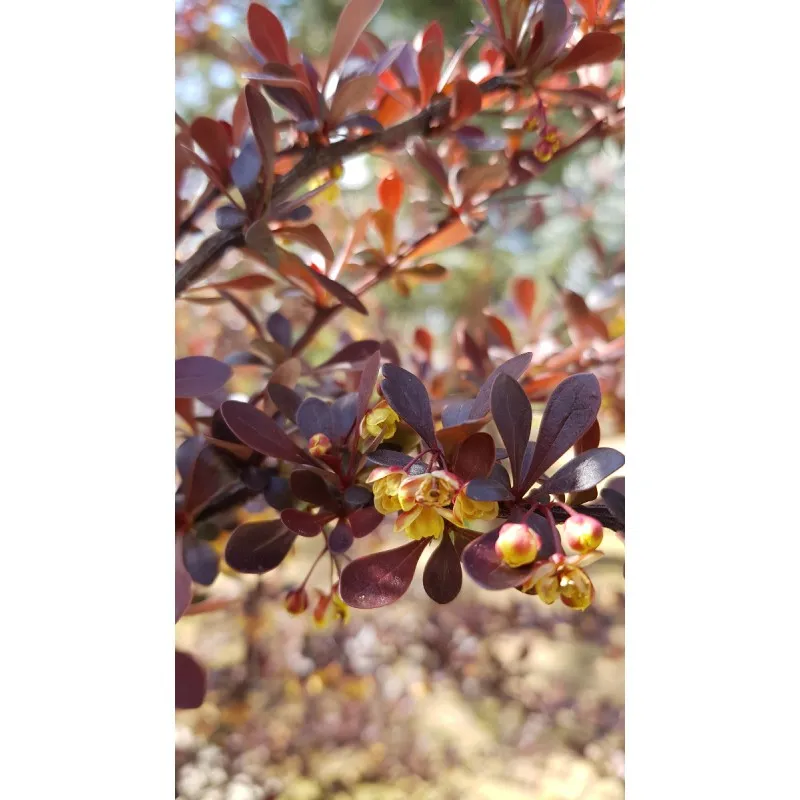 Berberis thunbergii 'Atropurpurea Nana' / Épine-vinette de Thunberg naine / Conteneur de 3 à 4 litres