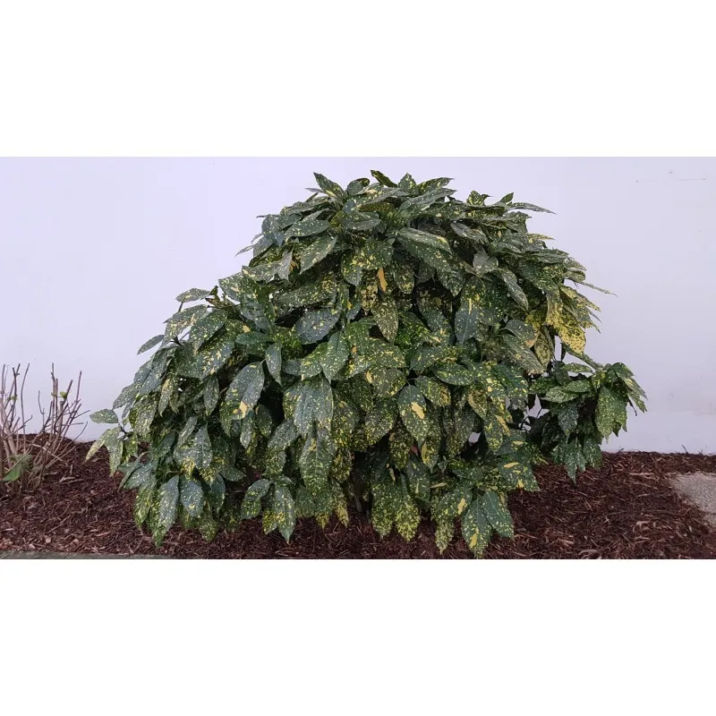 Aucuba japonica 'Crotonifolia' / Laurier du Japon / Conteneur de 7 à 10 litres