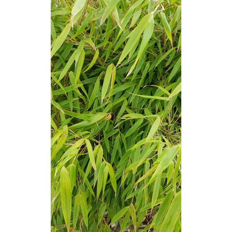 Fargesia robusta 'Campbell' / Bambou non traçant / Conteneur de 3 à 4 litres