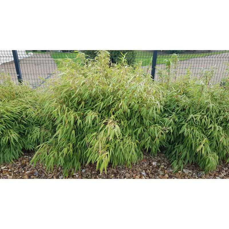 Fargesia rufa / Bambou non traçant / Conteneur de 3 à 4 litres
