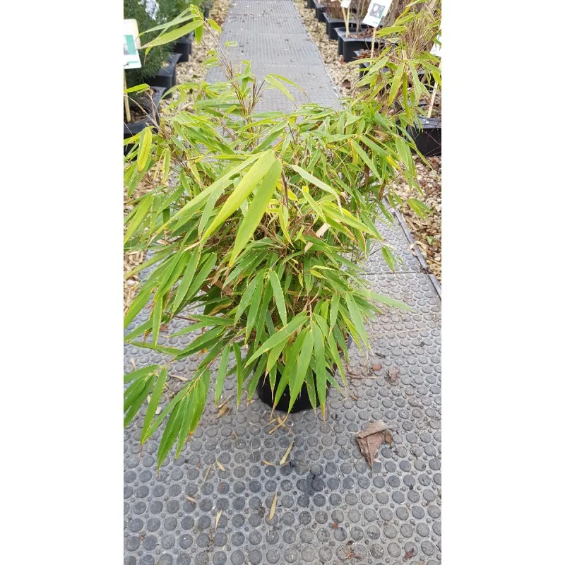 Fargesia robusta 'Pingwu' / Bambou non traçant / Conteneur de 3 à 4 litres