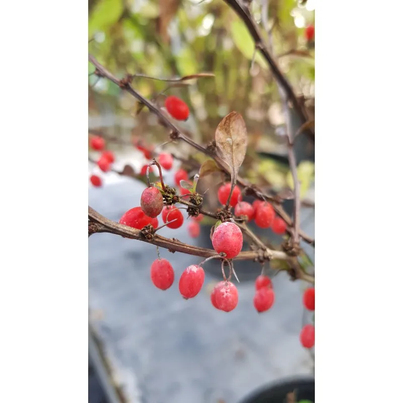 Berberis thunbergii 'Orange Rocket'® / Épine-vinette de Thunberg / Conteneur de 3 à 4 litres