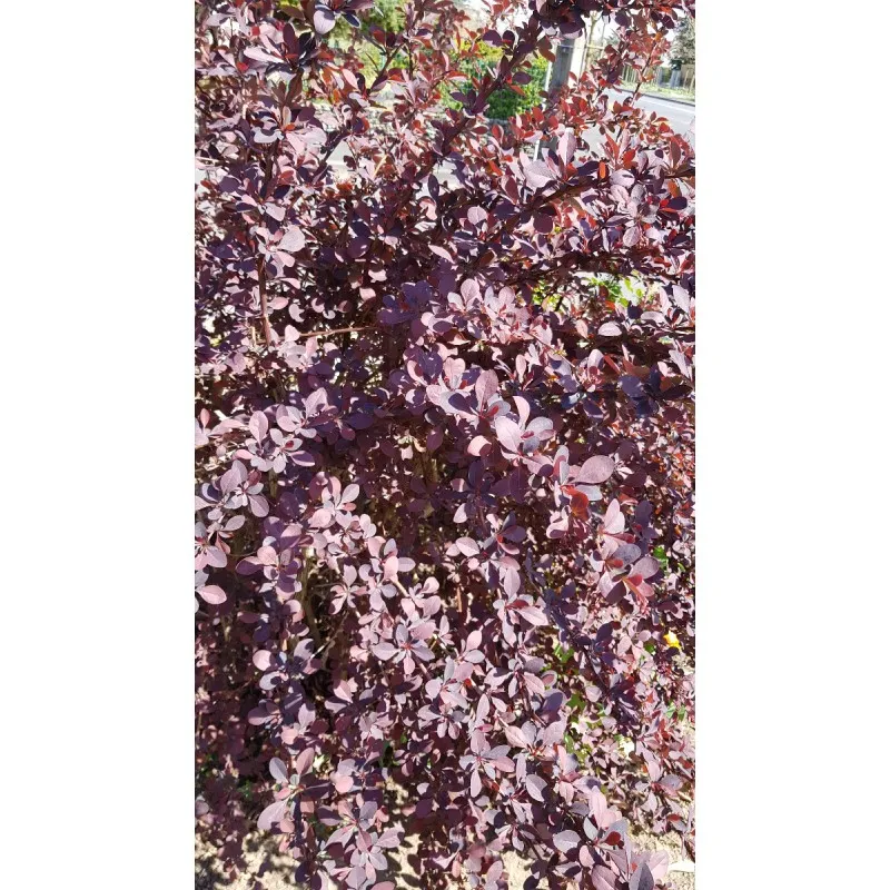 Berberis x ottawensis 'Superba' / Épine-vinette hybride d'Ottawa / Conteneur de 3 à 4 litres